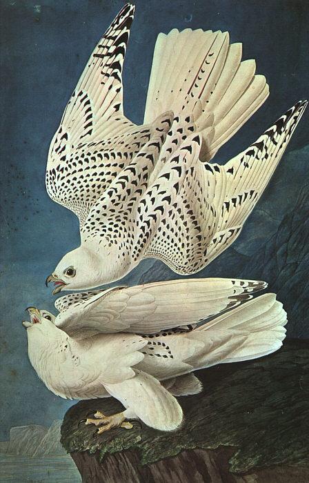 John James Audubon White Gerfalcons Sweden oil painting art